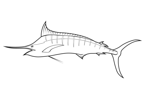 Atlantic Sailfish (Istiophorus Albicans) Coloring Page